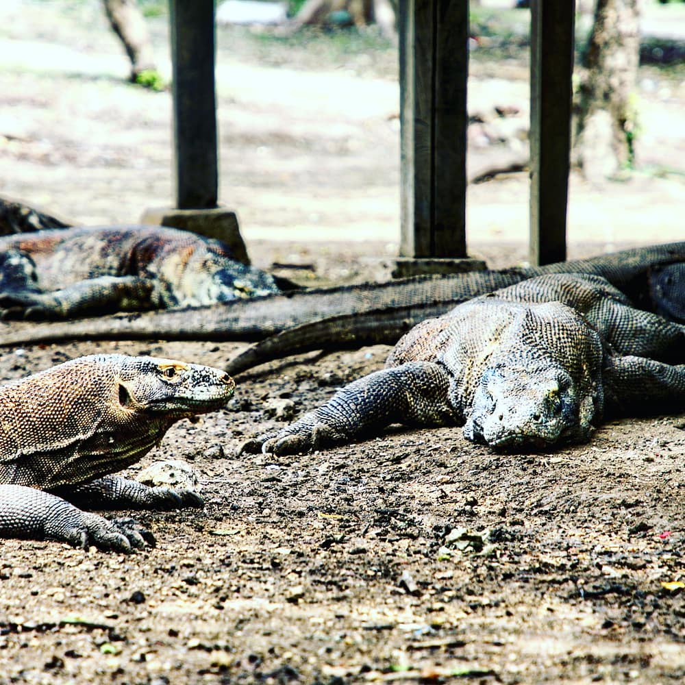 IMG_20171129_173217_011_1