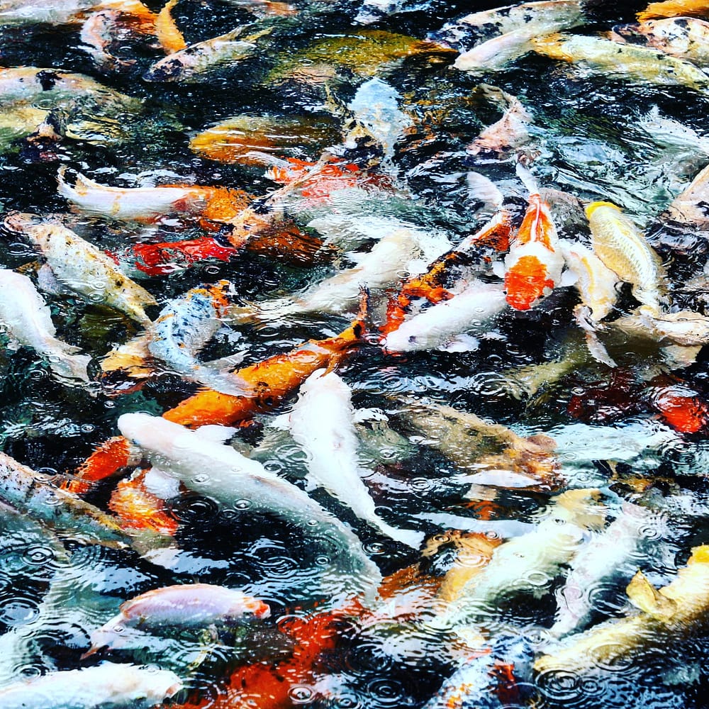 IMG_20171202_224416_903