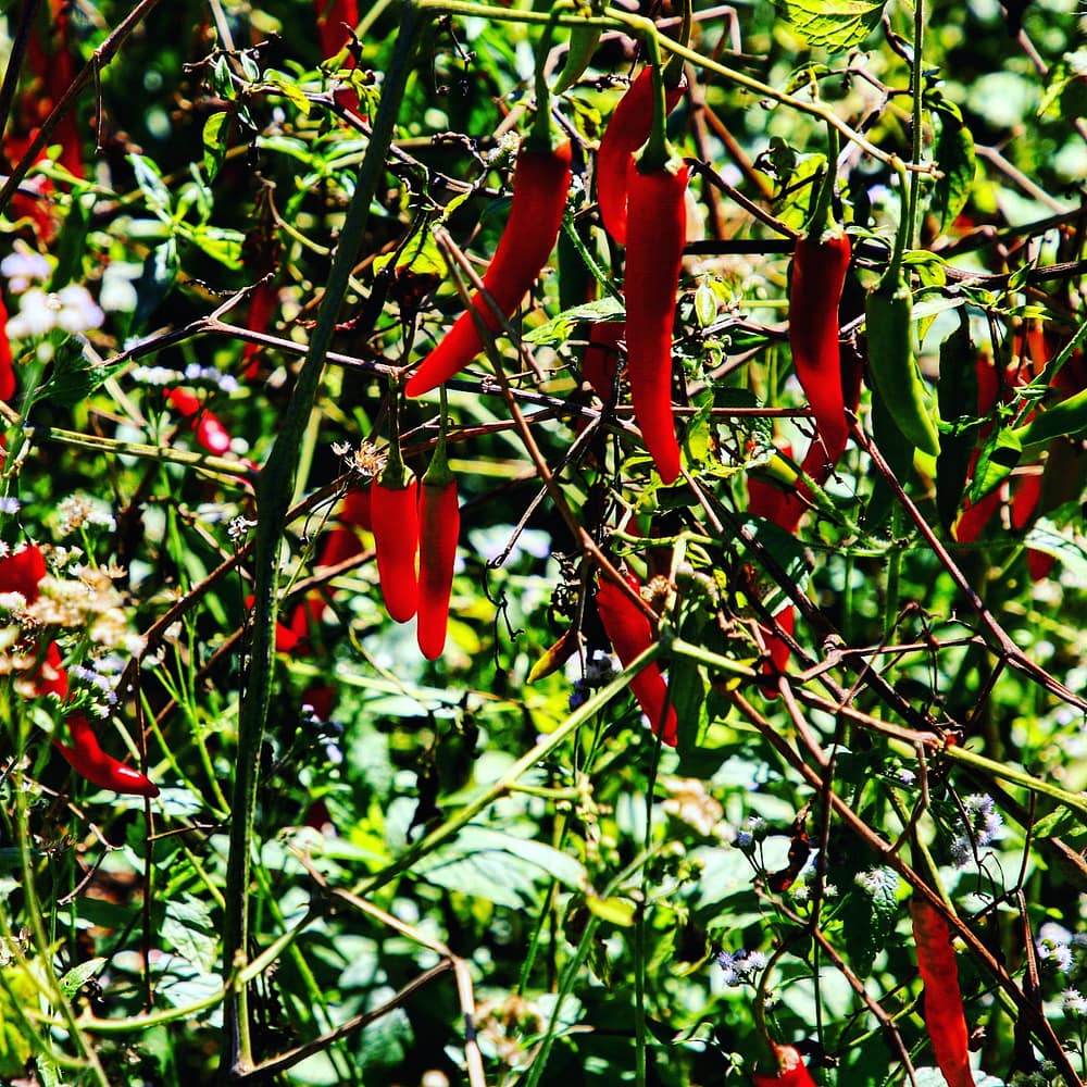 IMG_20180112_220448_846