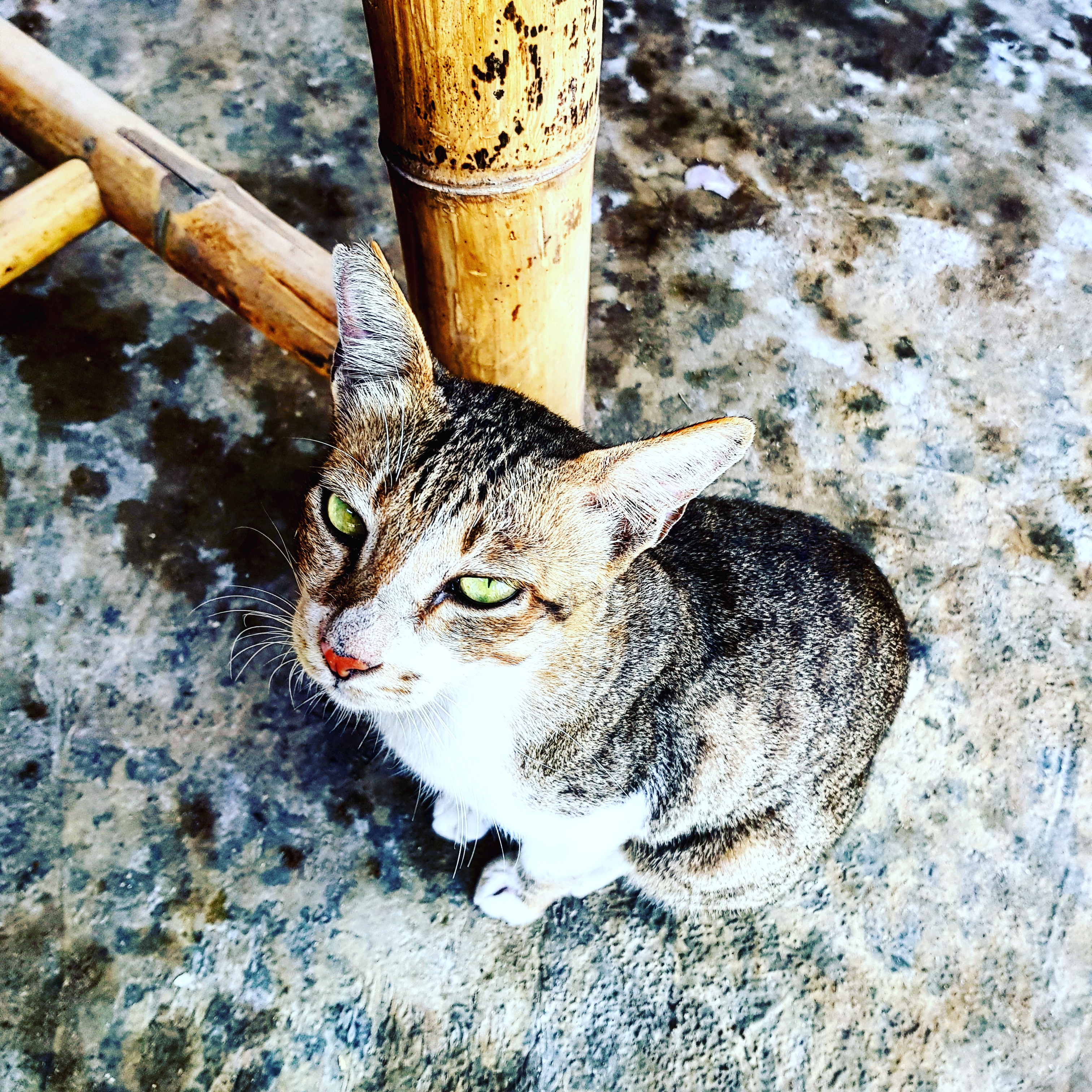 IMG_20171205_205833_982_1