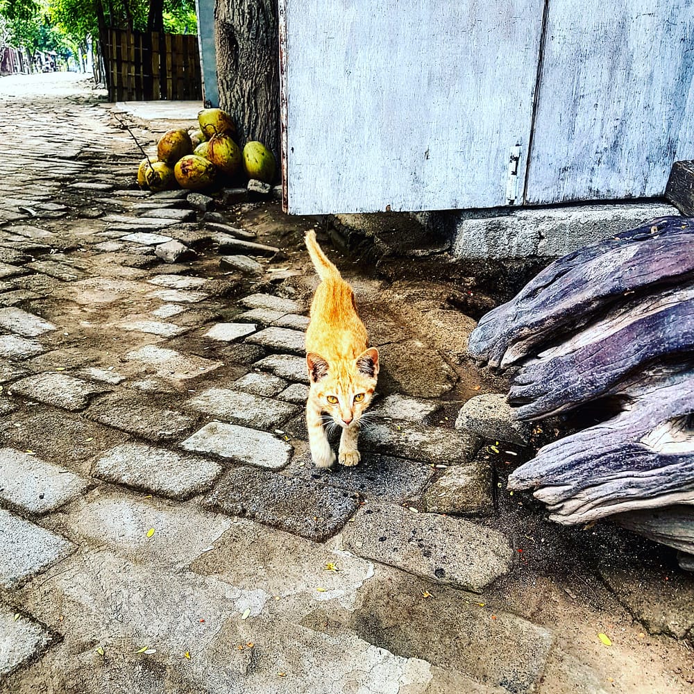 IMG_20171208_154343_738_2