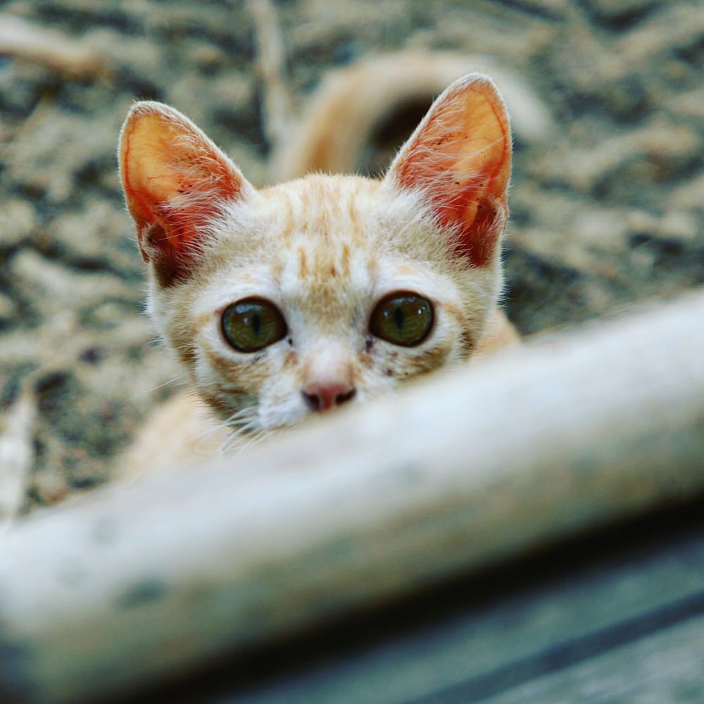 IMG_20180211_113625_181_1