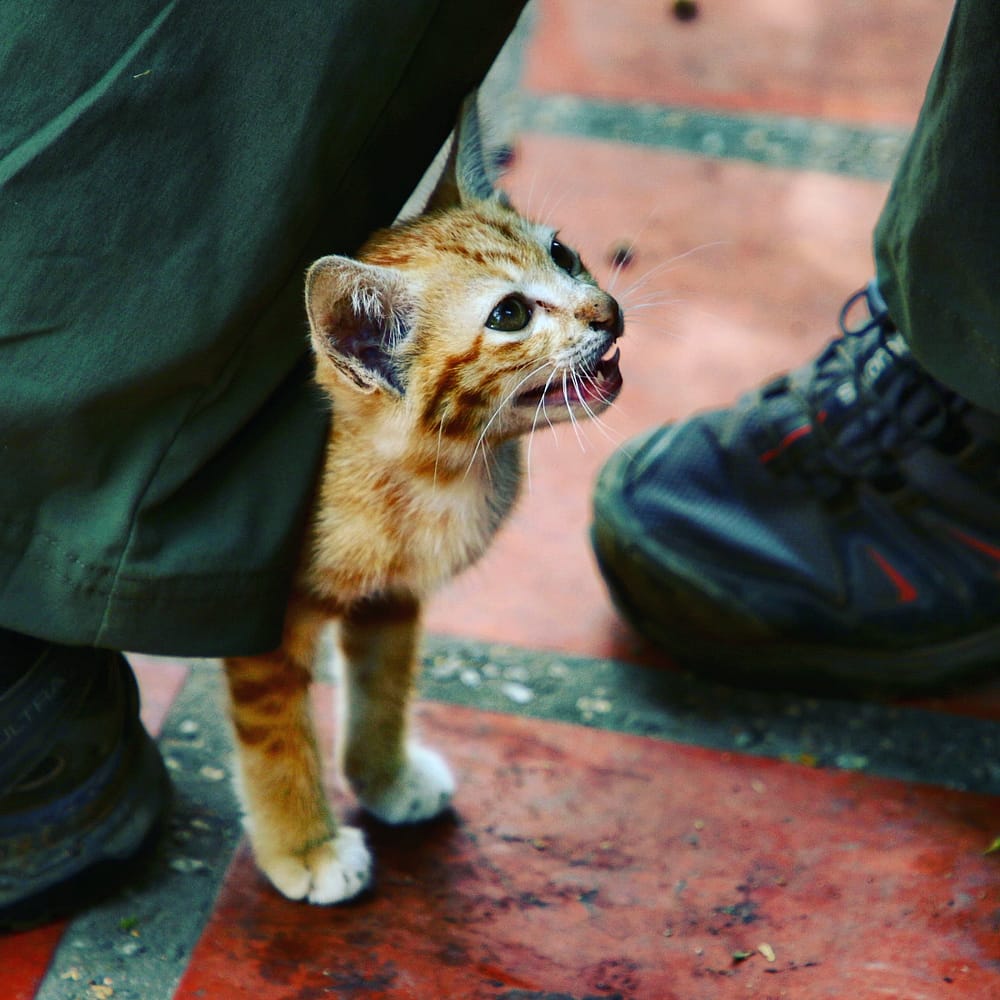 IMG_20180215_170926_964_1