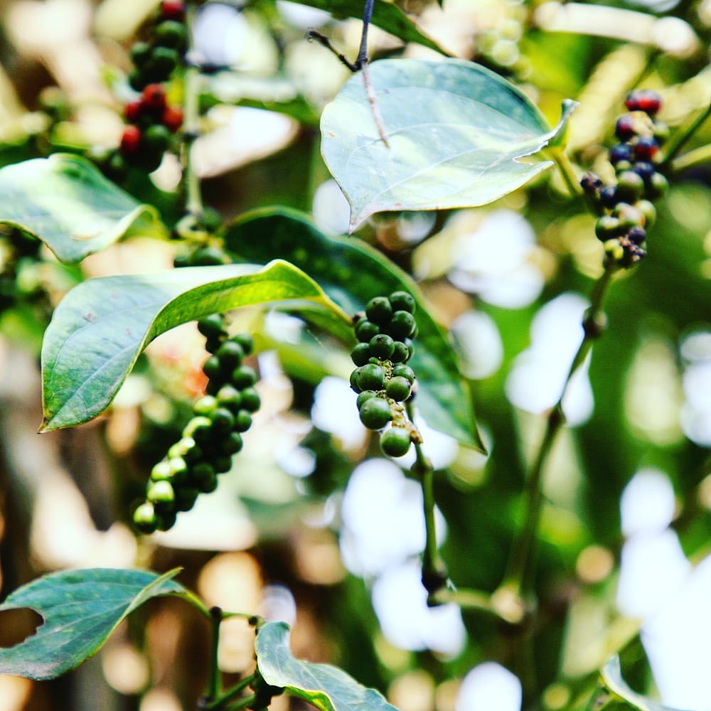 IMG_20180226_163333_465