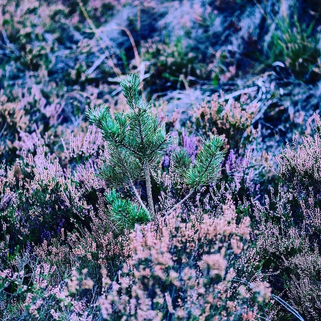 Kalmthoutse Heide