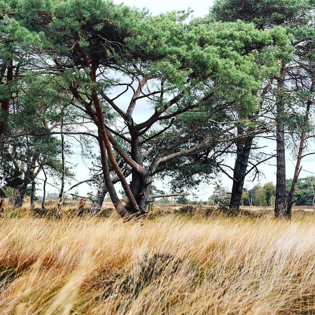 Kalmthoutse Heide