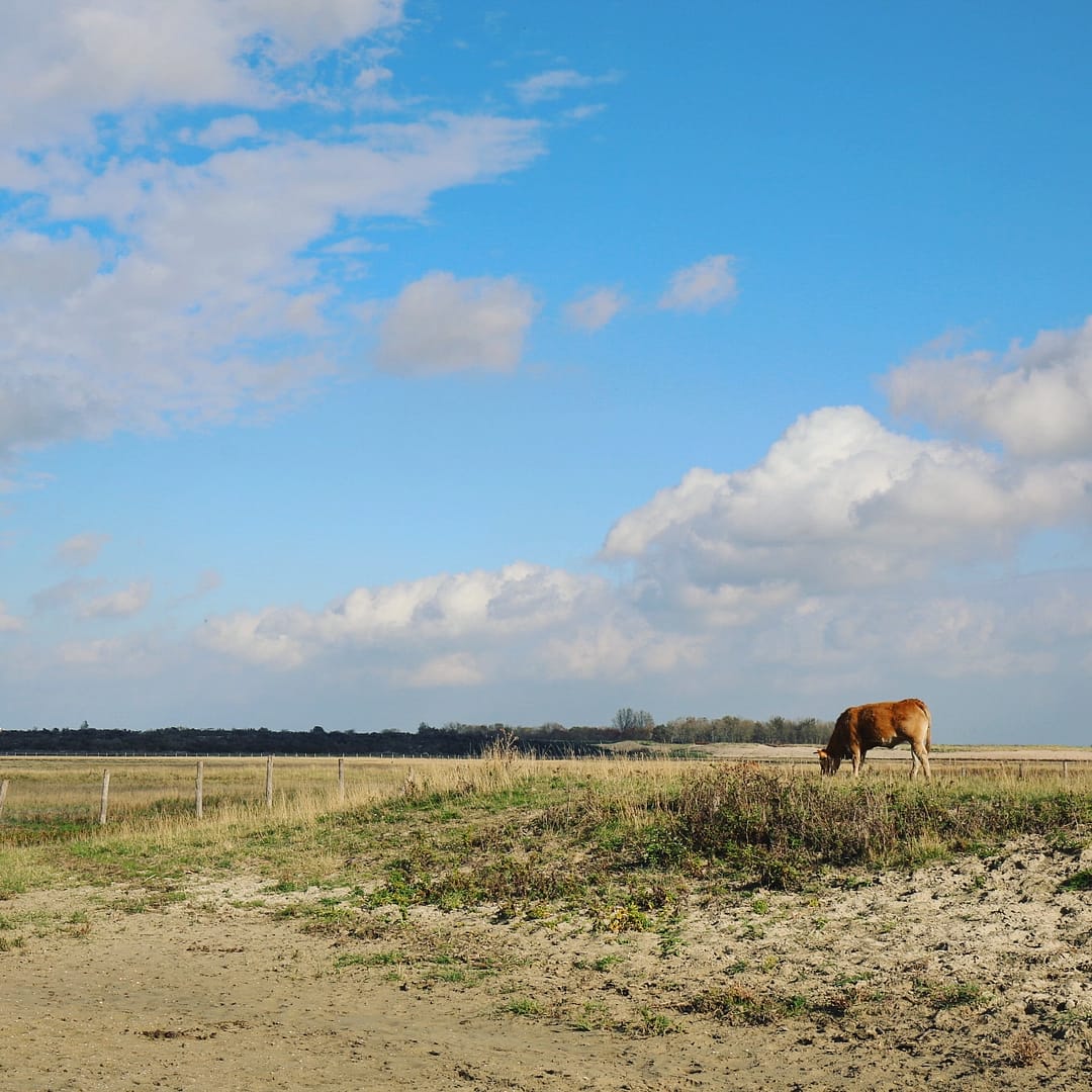 Het Zwin