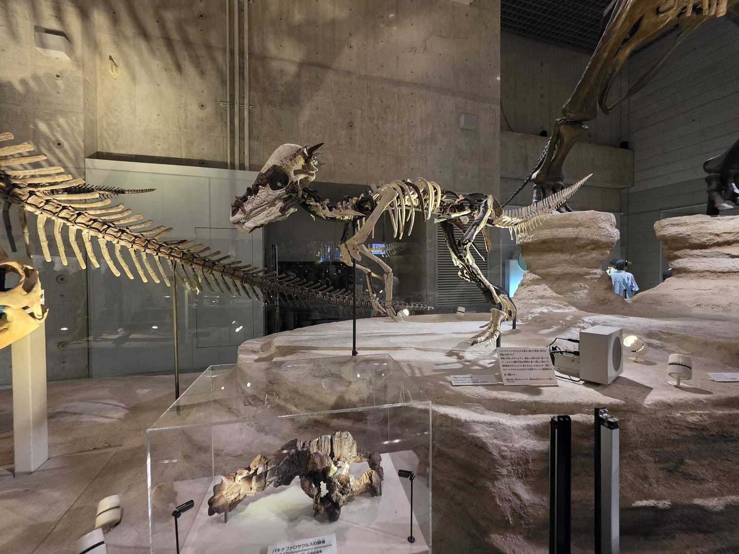 National Museum of Nature and Science