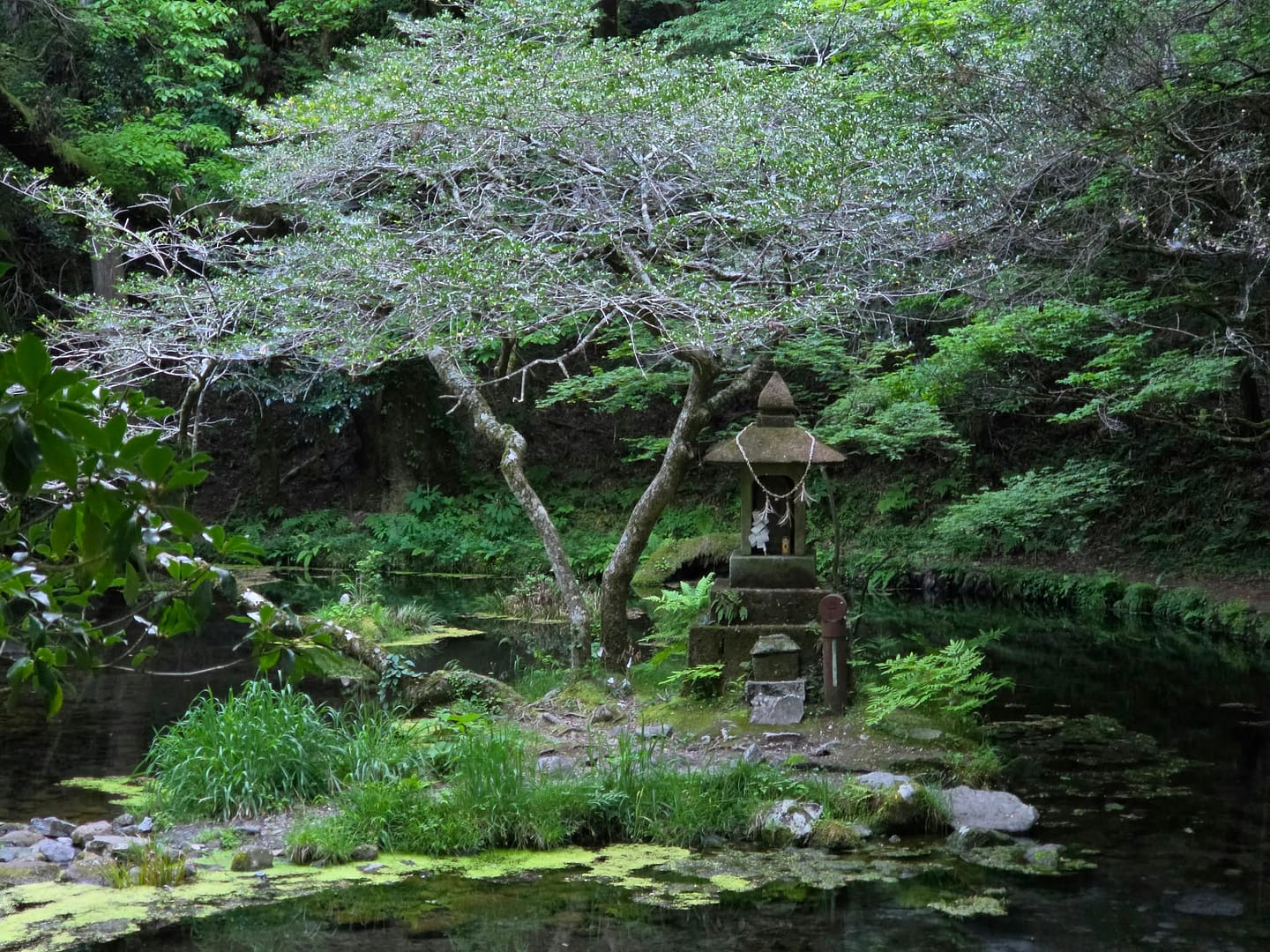 Yamabuki Spring