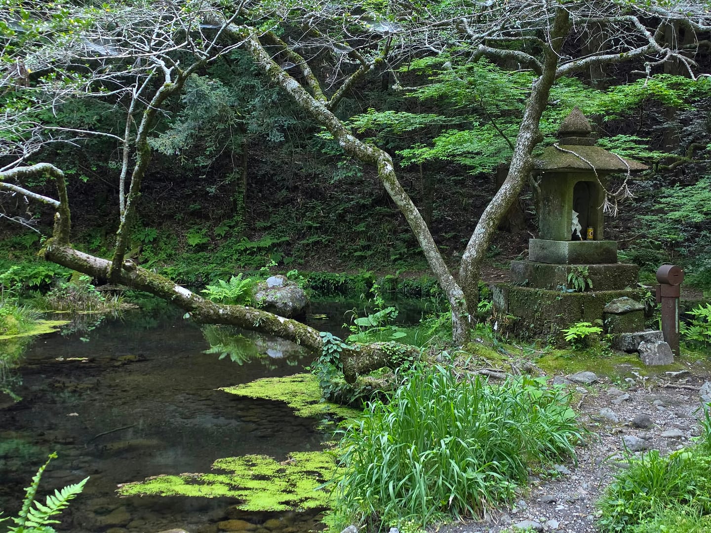 Yamabuki Spring