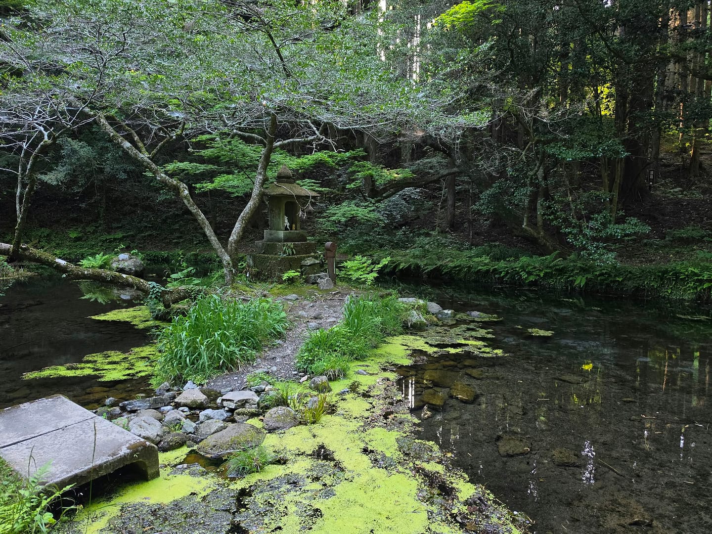 Yamabuki Spring