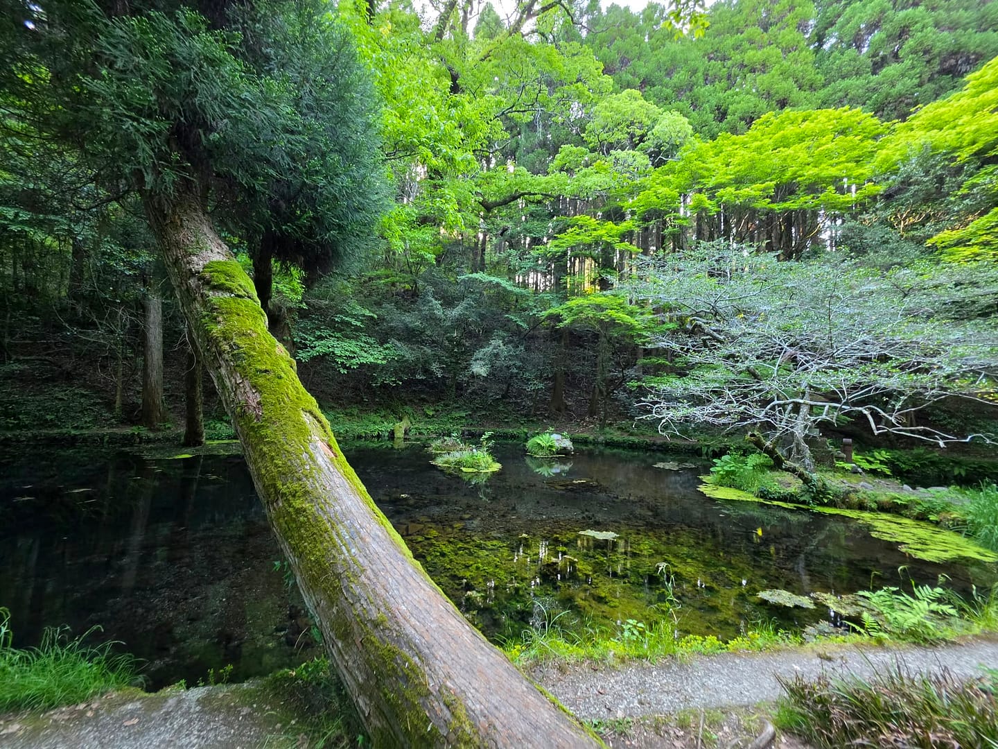 Yamabuki Spring