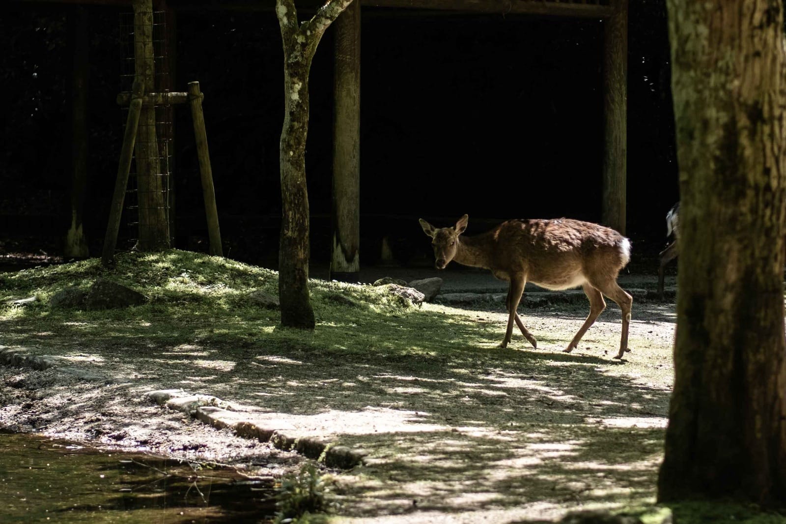 Miyajima
