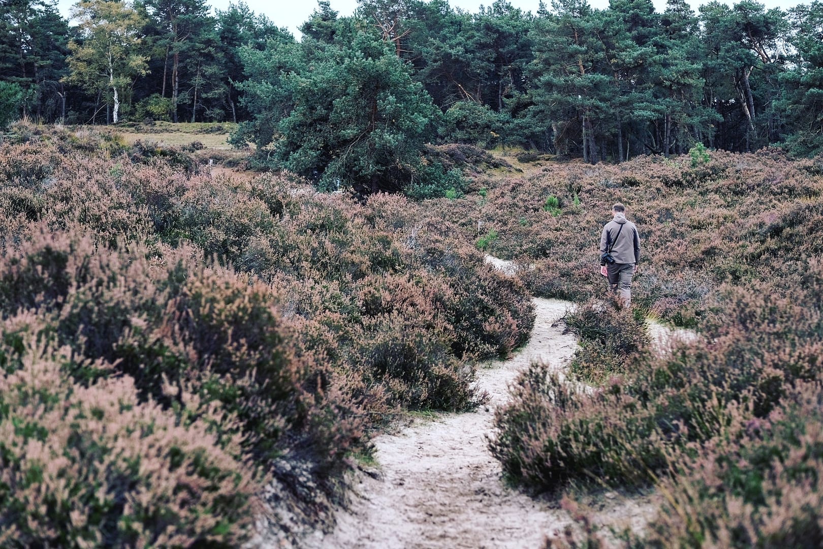 Kalmthoutse Heide
