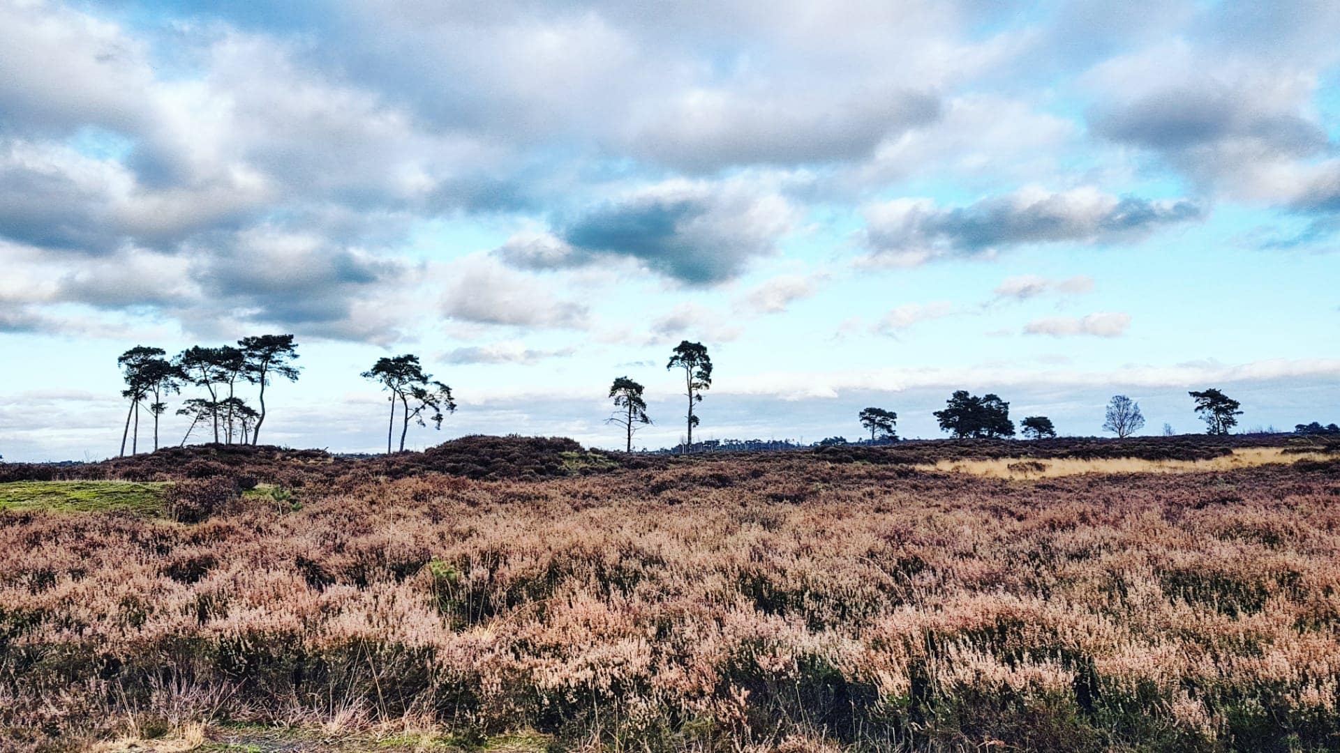 Kalmthoutse Heide