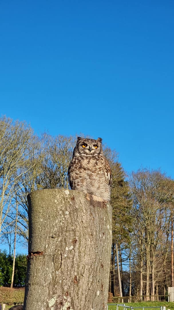 Falconry