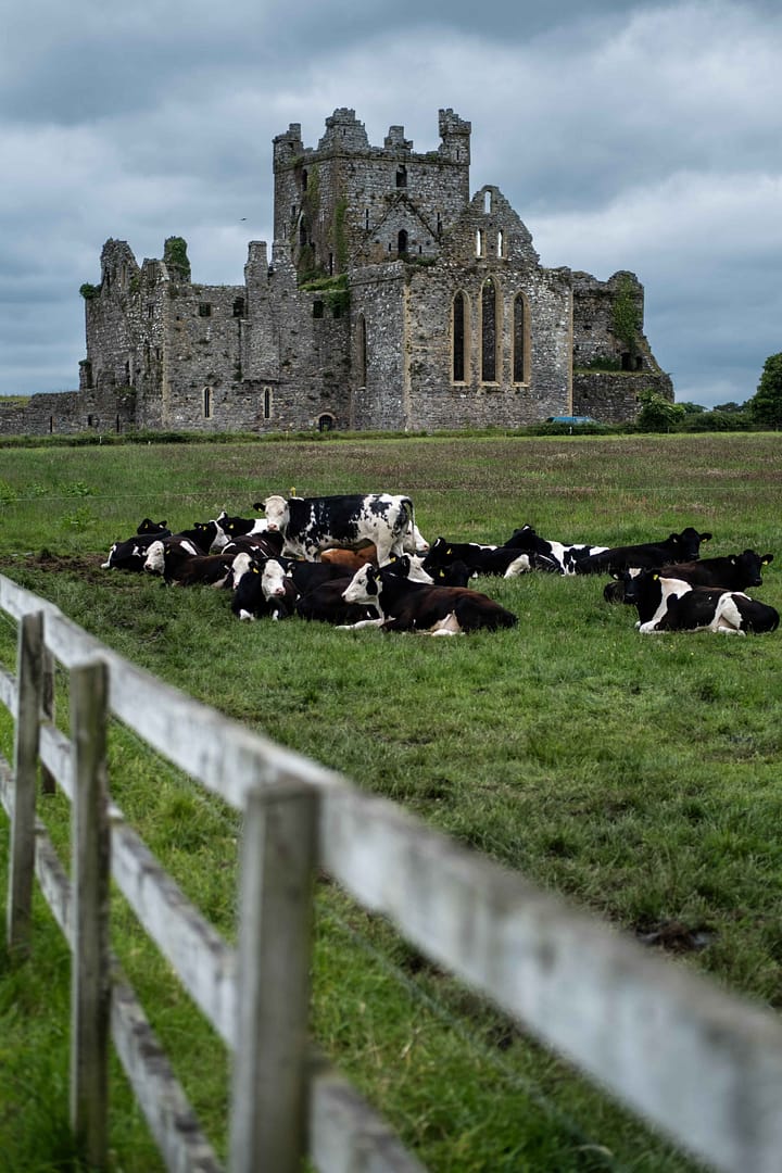 De koeien op wacht bij Dunbrody Abbey