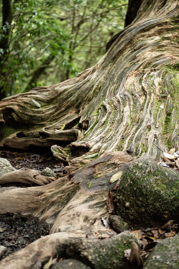 Yakushima