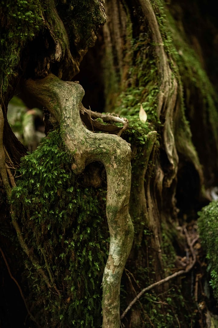 Yakushima