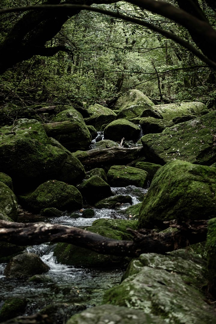 Yakushima