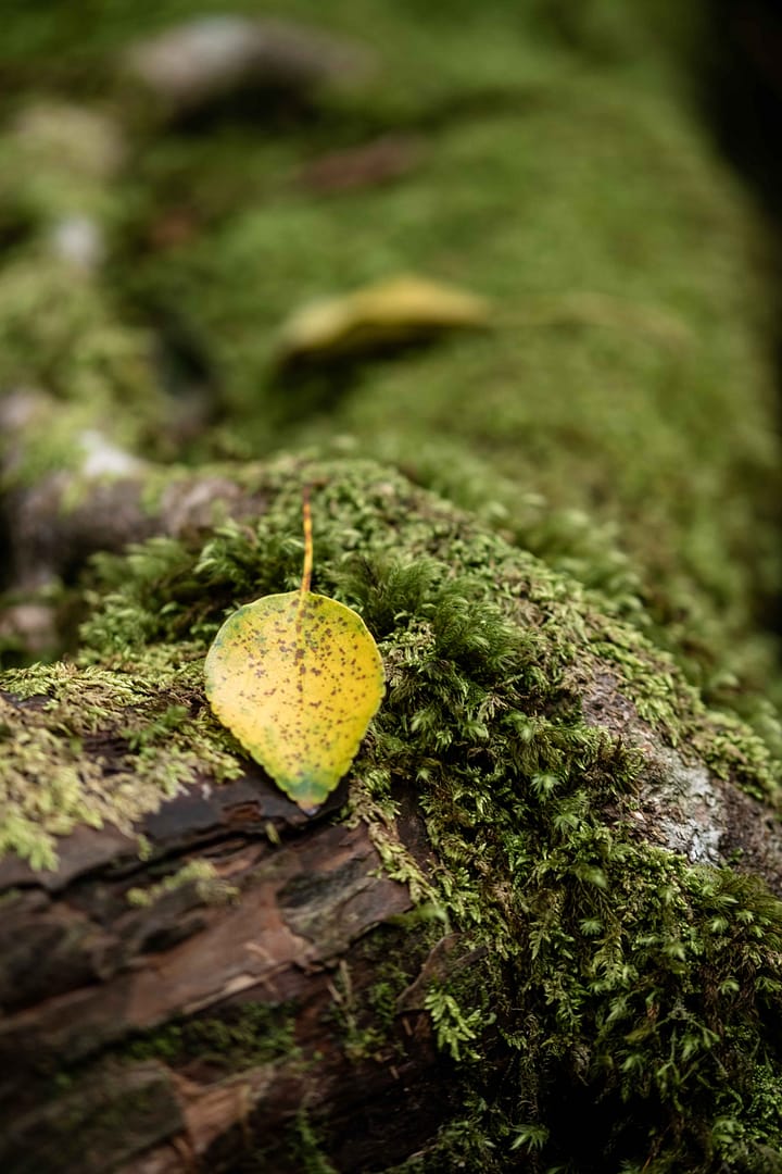 Yakushima