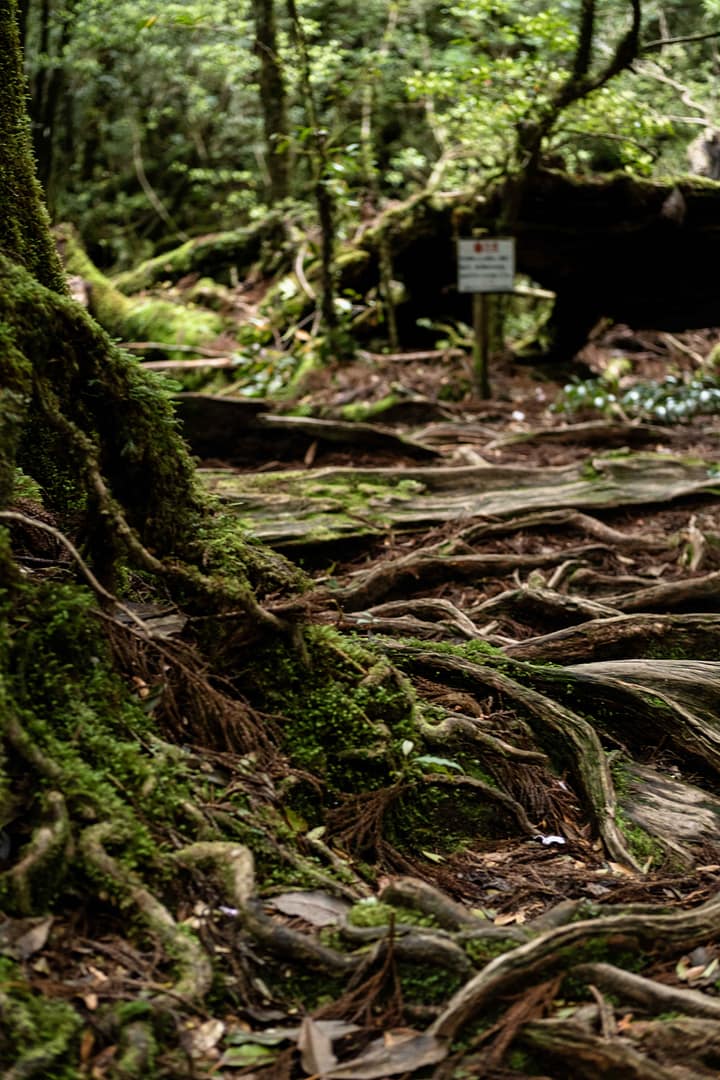 Yakushima