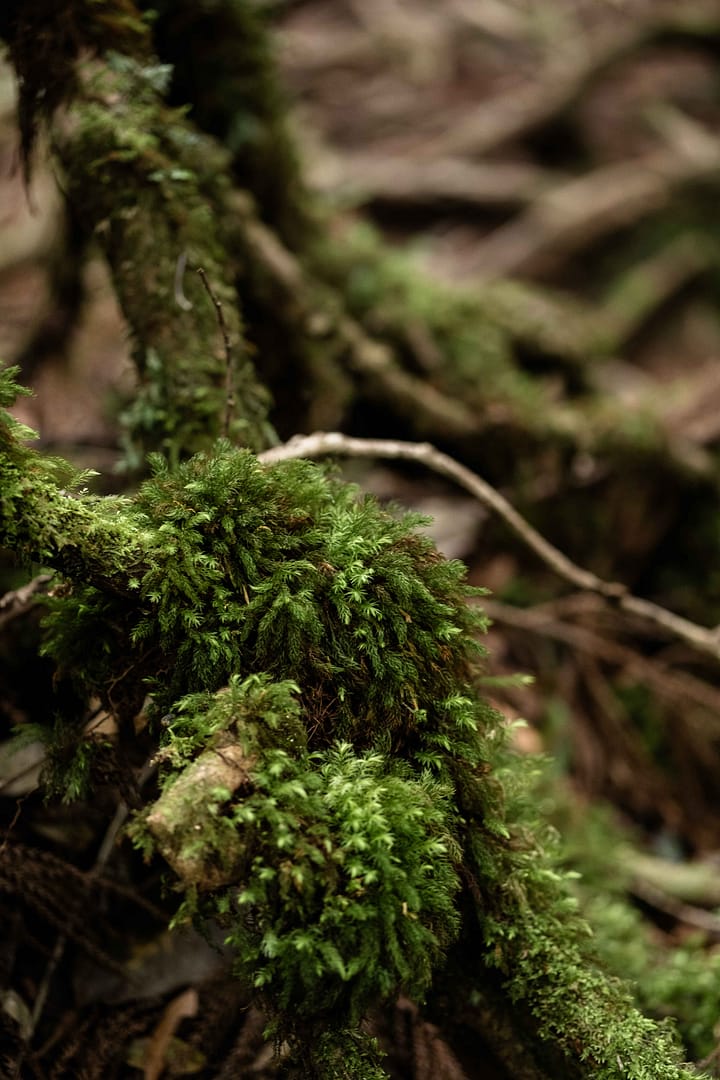 Yakushima