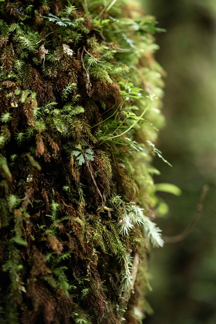 Yakushima