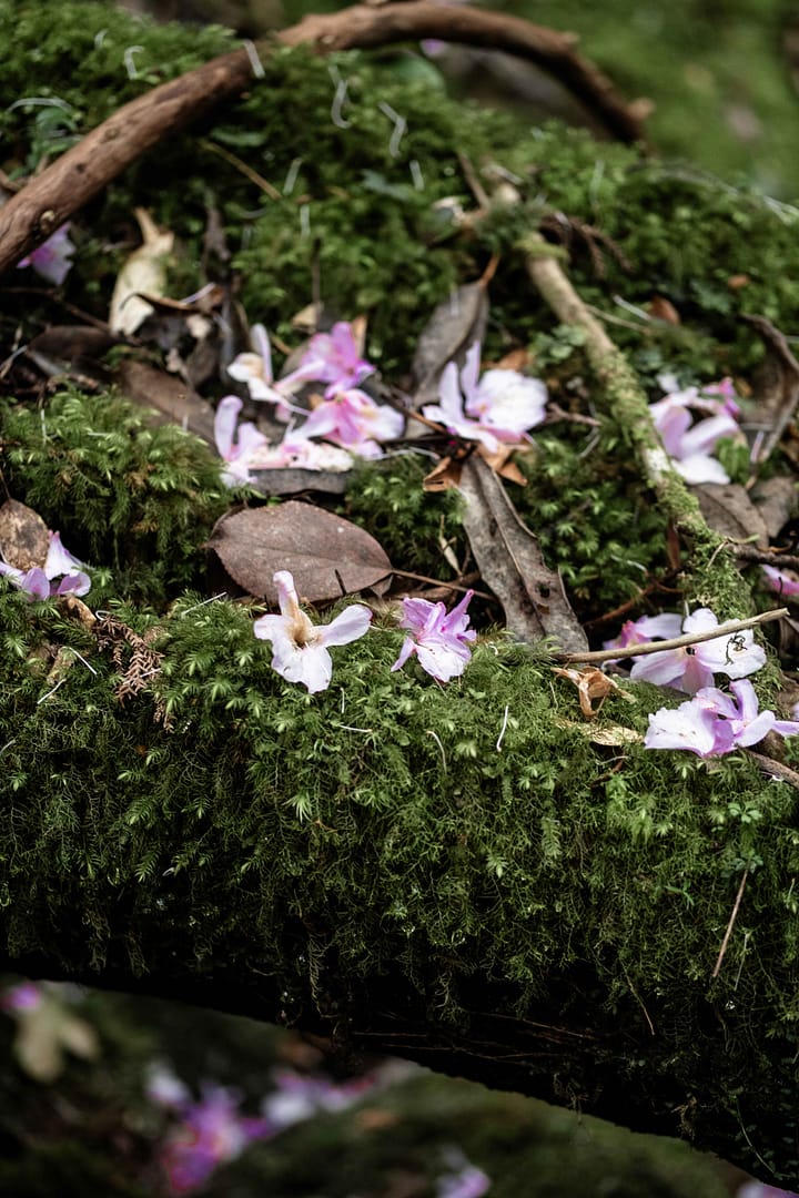 Yakushima