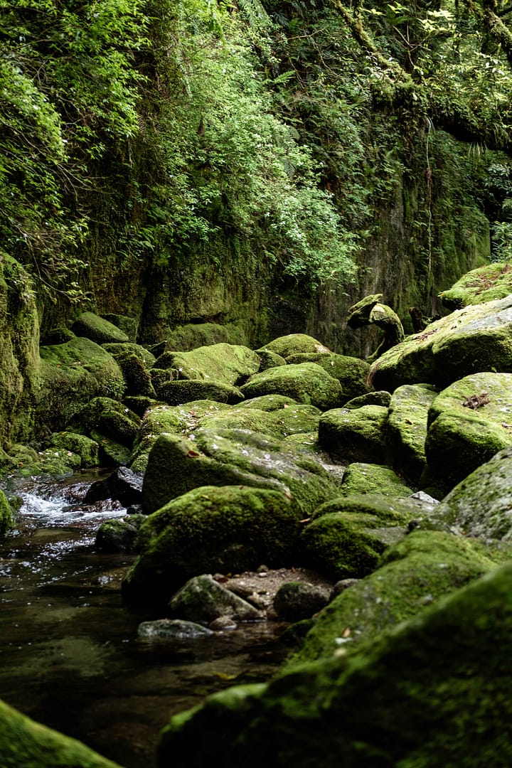 Yakushima