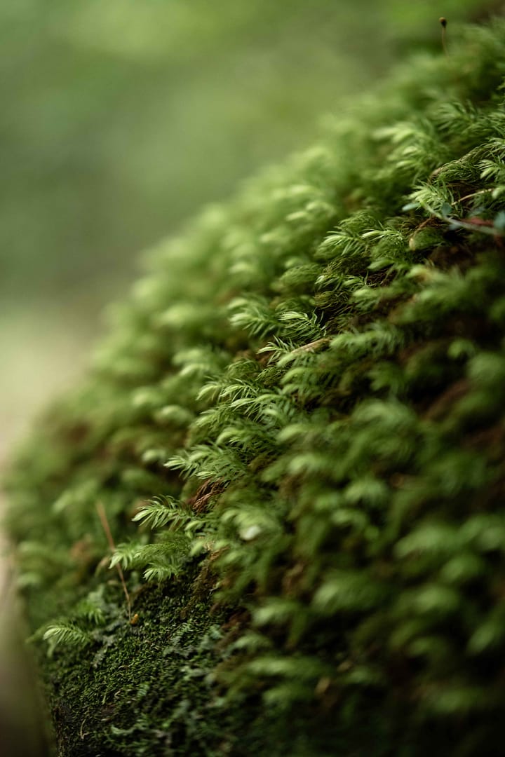 Yakushima