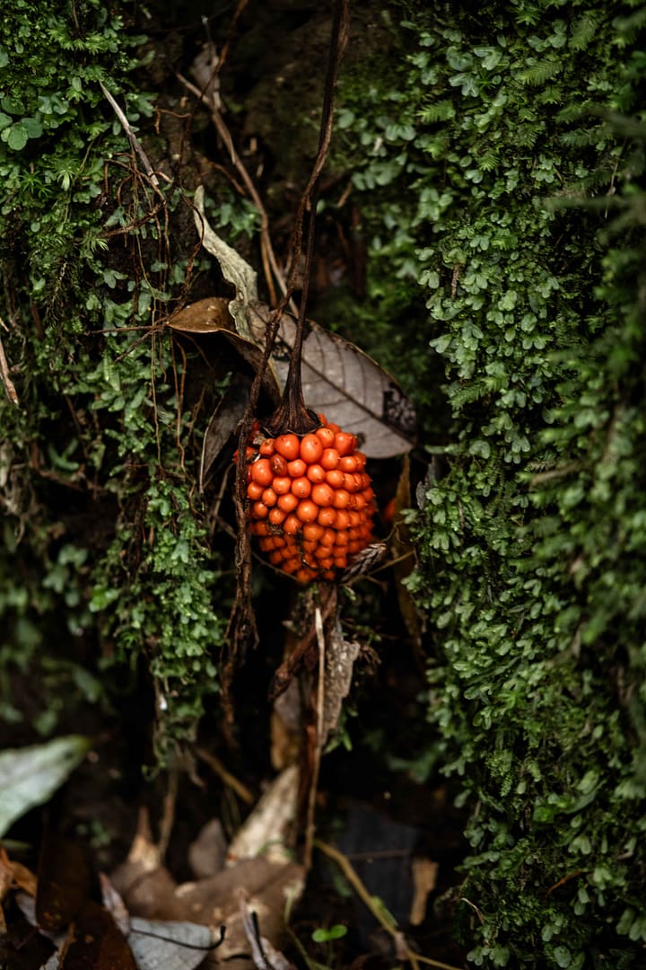 Yakushima