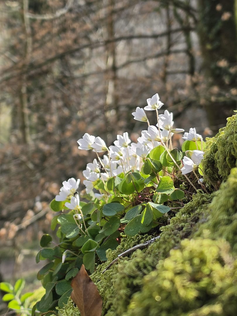 Mullerthal
