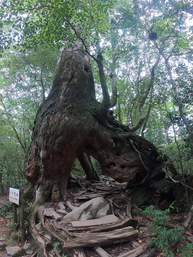 Yakushima