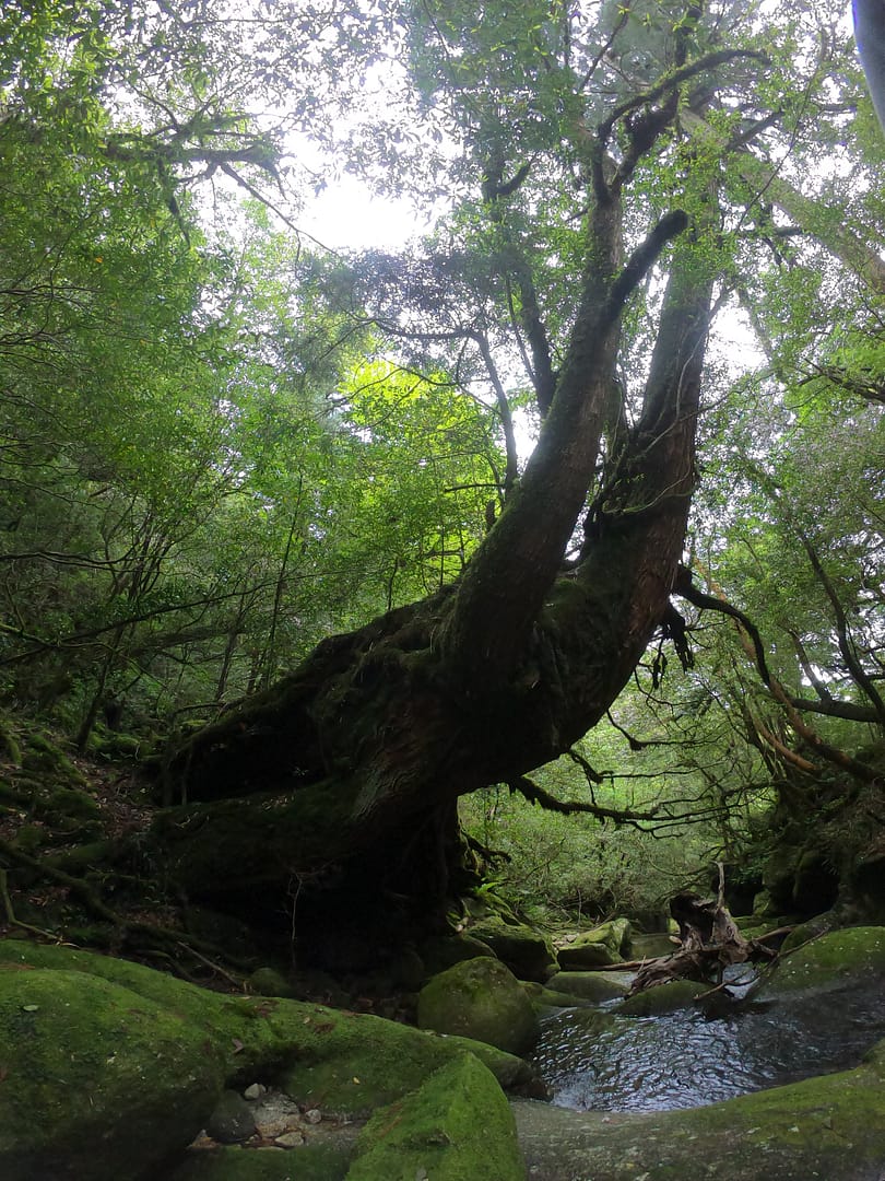 Yakushima