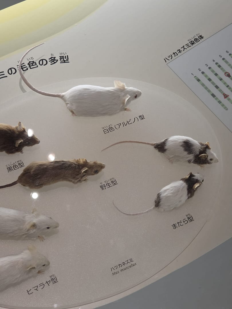 National Museum of Nature and Science