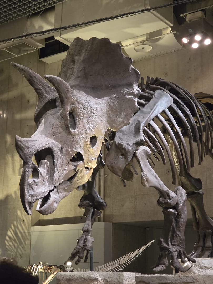 National Museum of Nature and Science