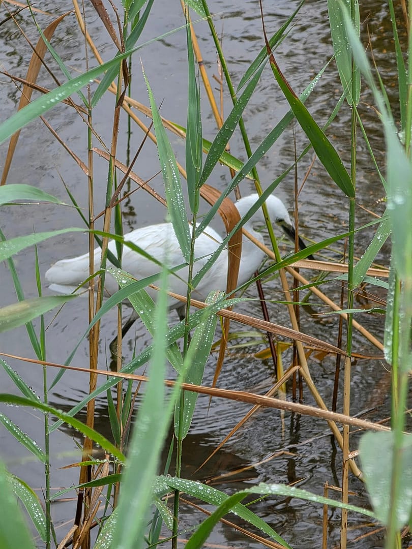Vogels spotten