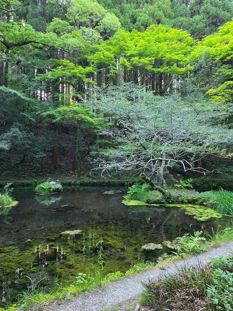 Yamabuki Spring