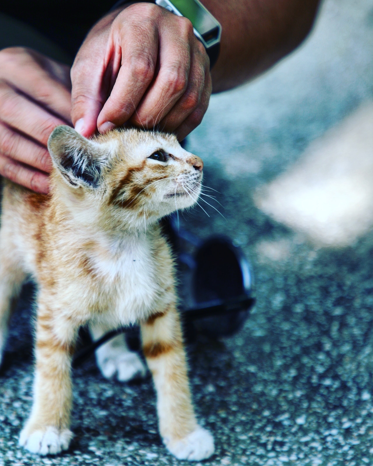 IMG_20180215_181930_302