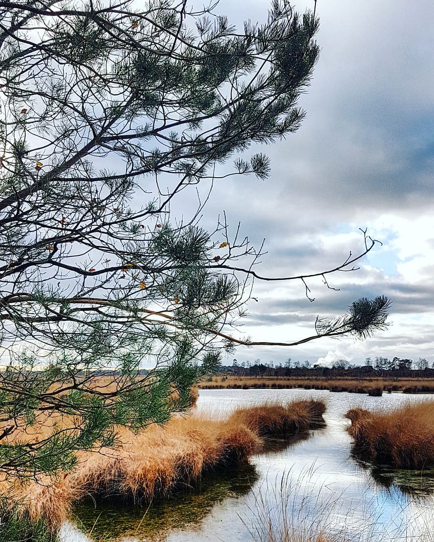 Kalmthoutse Heide