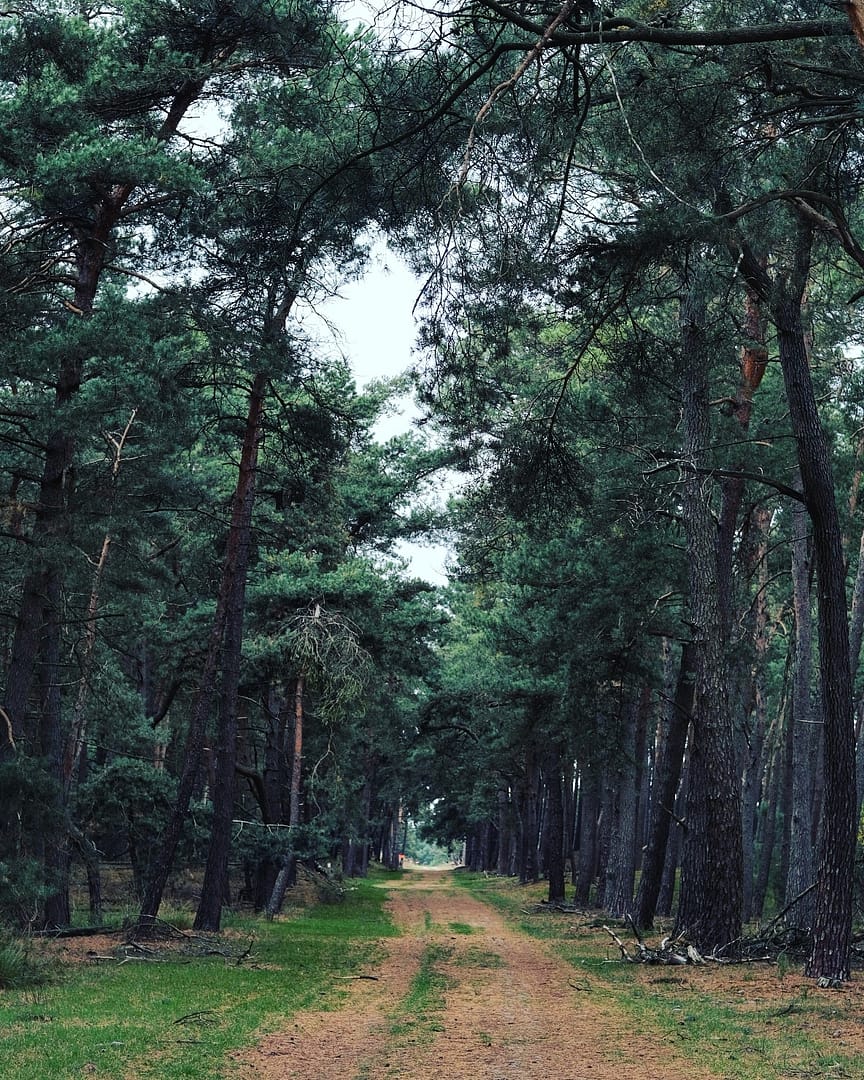 Kalmthoutse Heide
