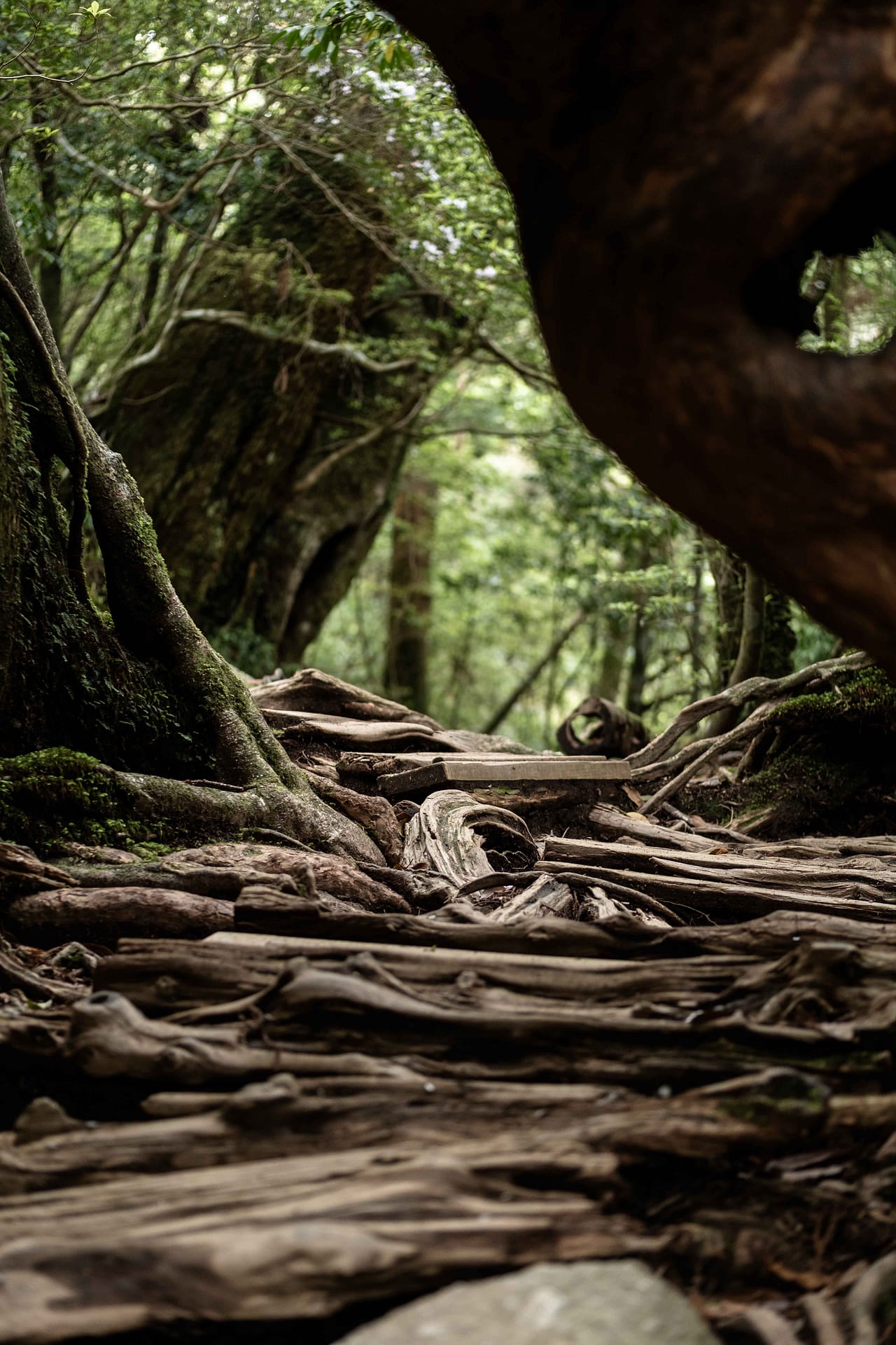 Yakushima